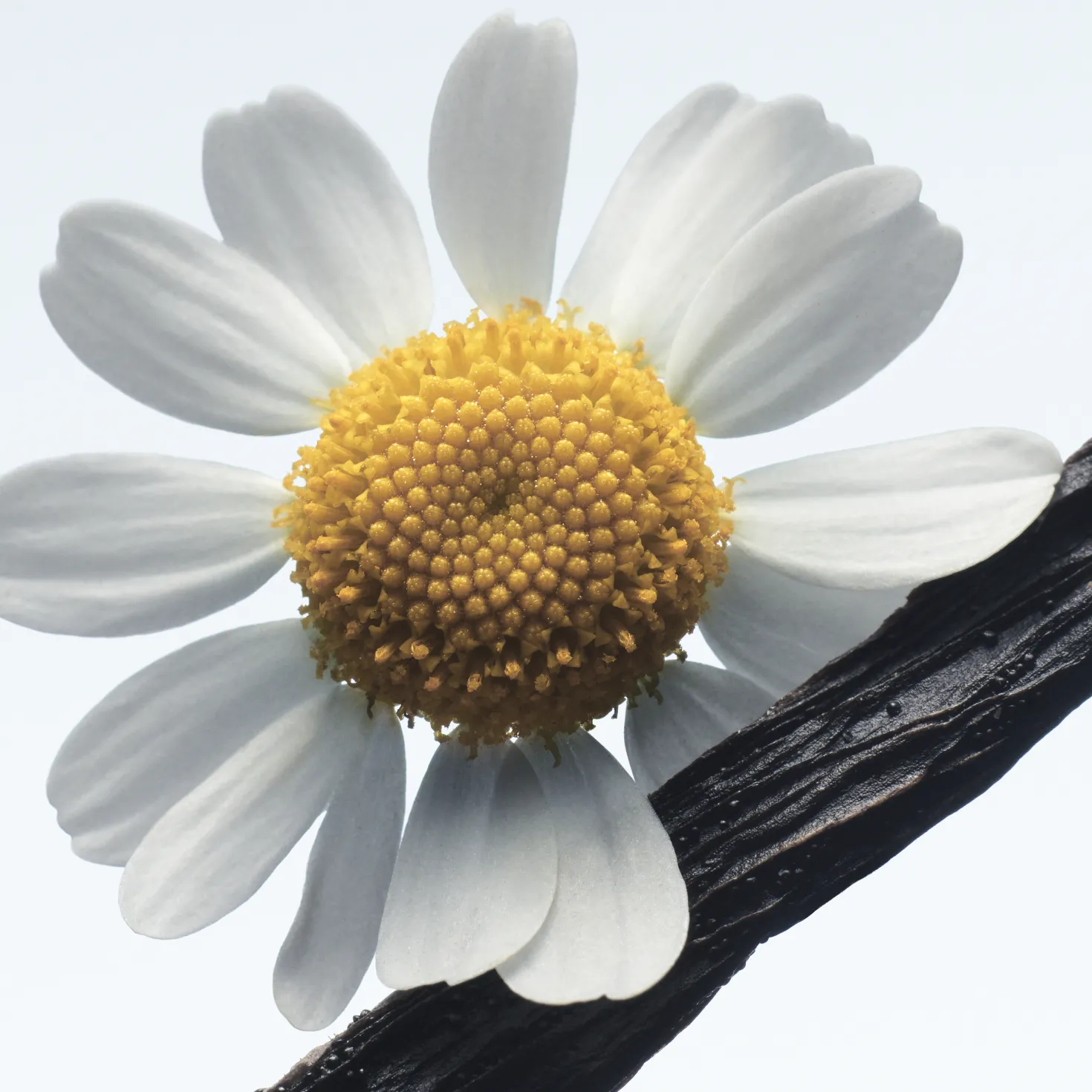 Camomille Satin