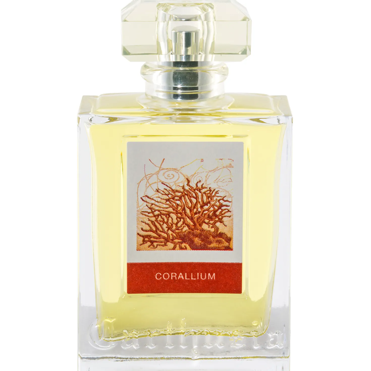 Corallium