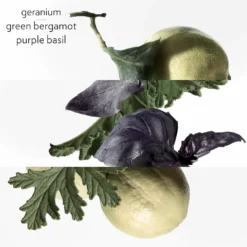 Eau de Basilic Pourpre Eau de Cologne
