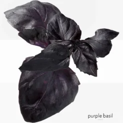 Eau de Basilic Pourpre Eau de Cologne