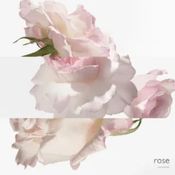 Eau de pamplemousse rose Eau de Cologne Spray