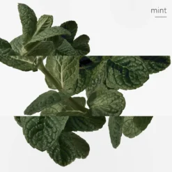 Eau d'orange verte Eau de Cologne Spray