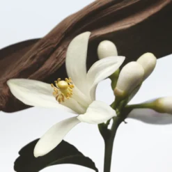 Jardin de l'Orangerie Eau de Parfum