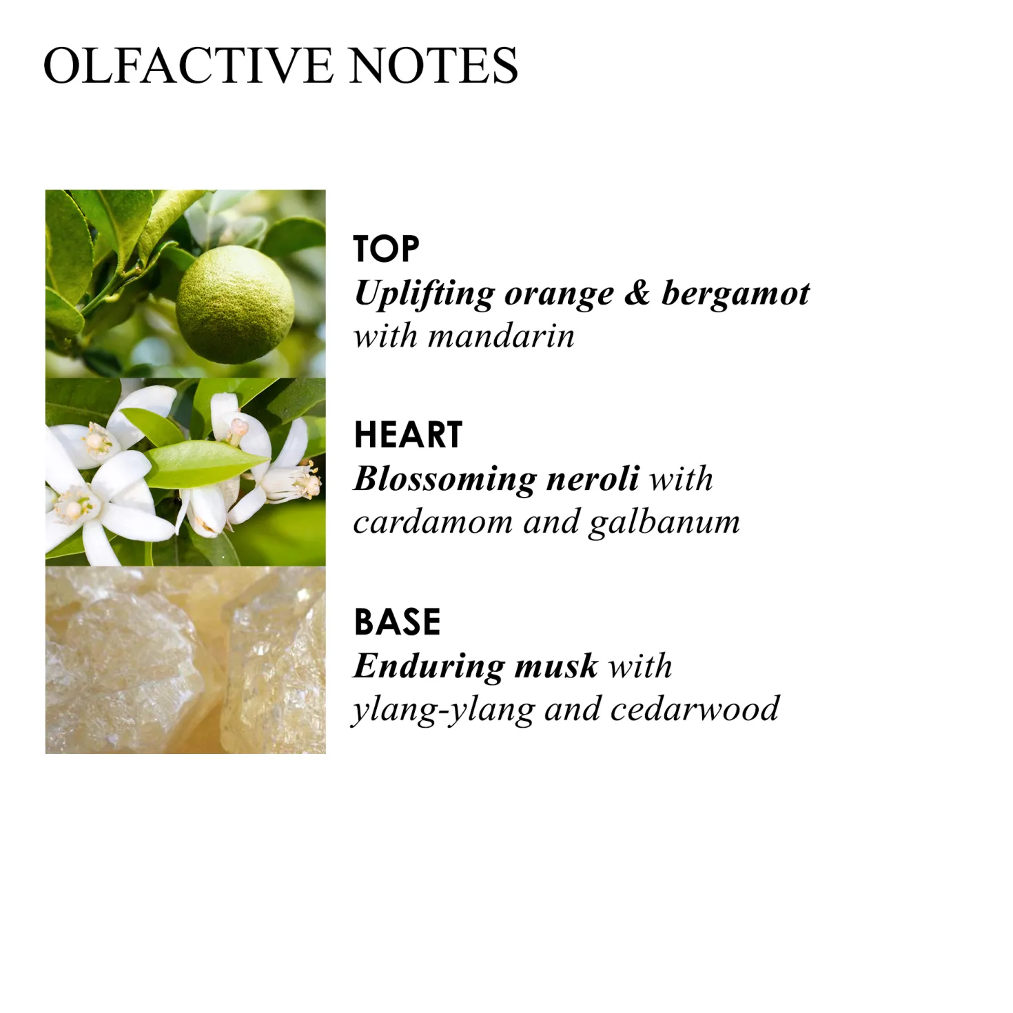 Orange & Bergamot Signature Scented Candle (Single Wick)