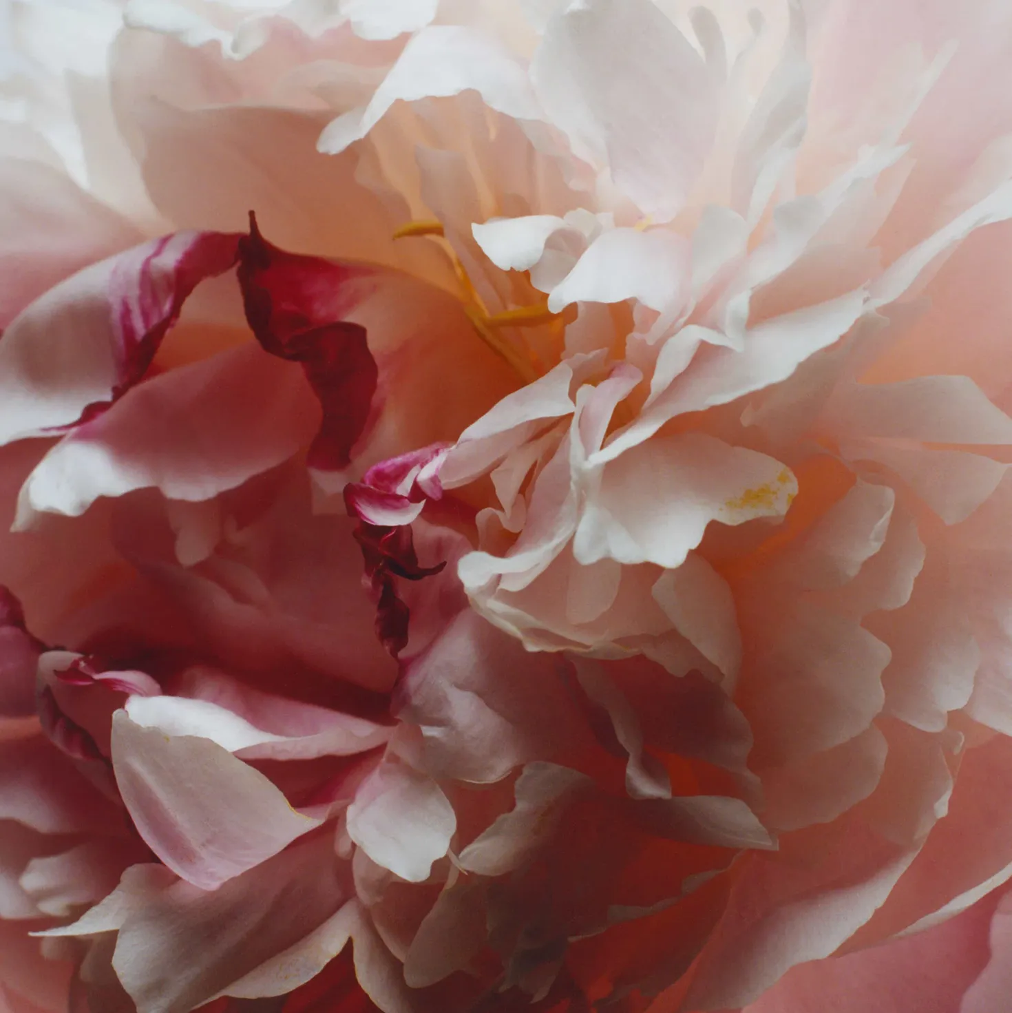 Peony & Blush Suede Mini Room Spray