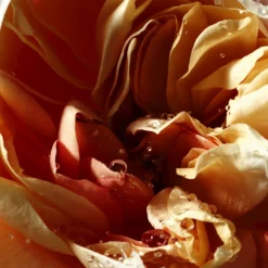 Pepper & Rose Liquid Soap Refill