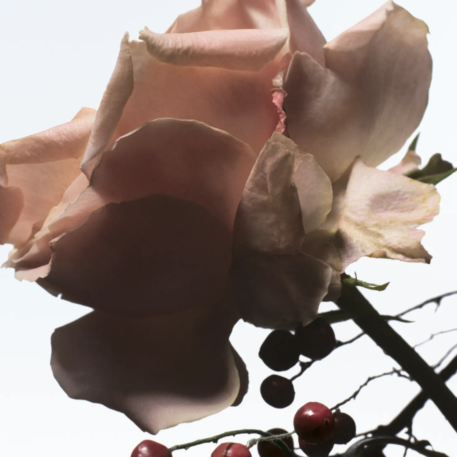 Raving Rose Eau de Parfum