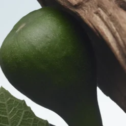 Santal Greenery Eau de Parfum